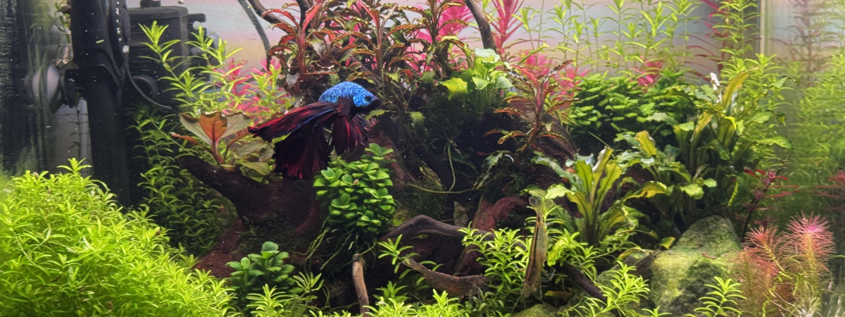 aquarium Nursery