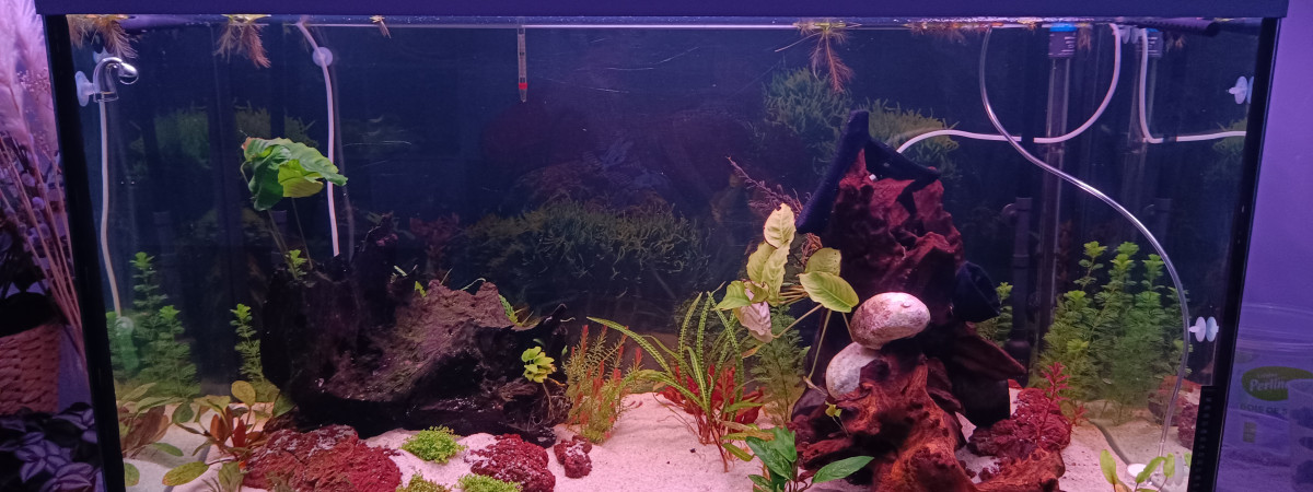 aquarium Patriciah2o