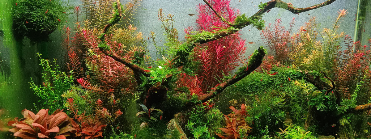 aquarium Aquascaping