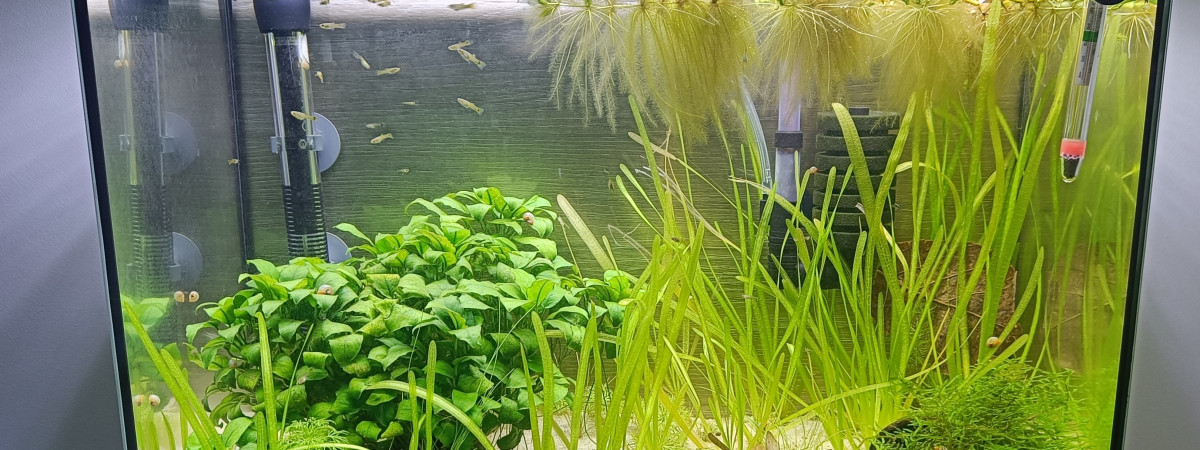 aquarium 50 litres