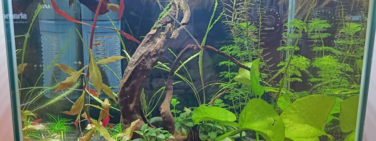 aquarium 30 litres