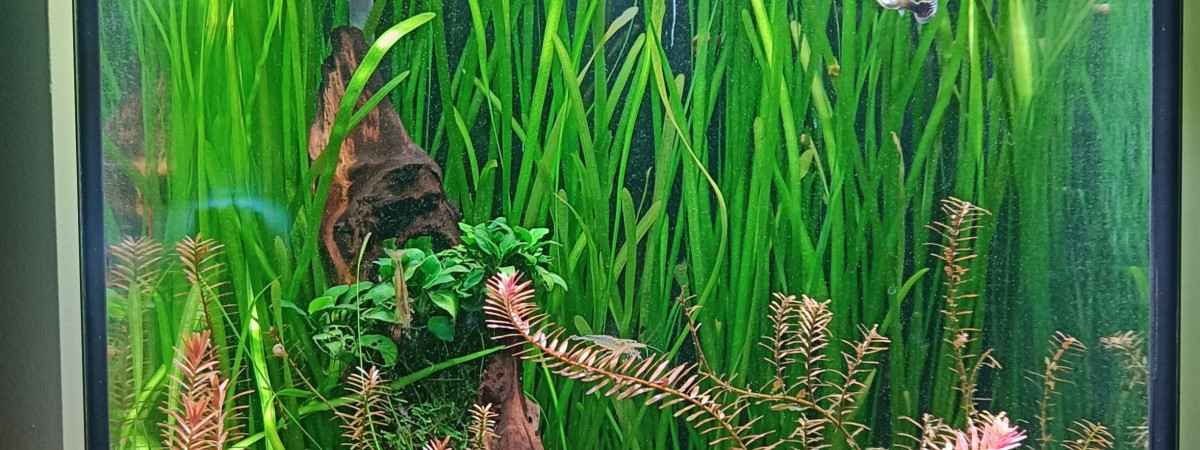 aquarium 90 litres