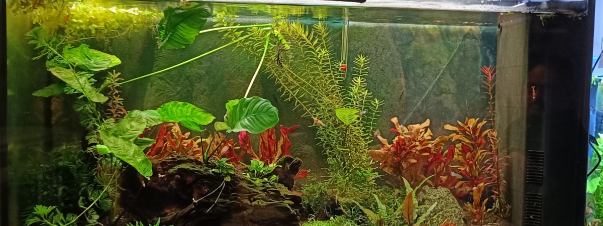 aquarium Jade