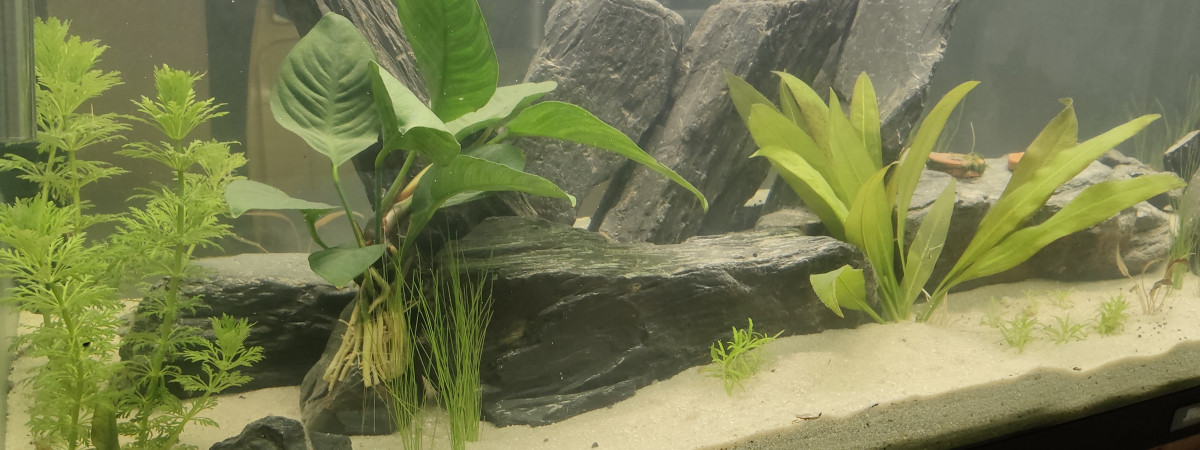 aquarium Rivière minéral 250L