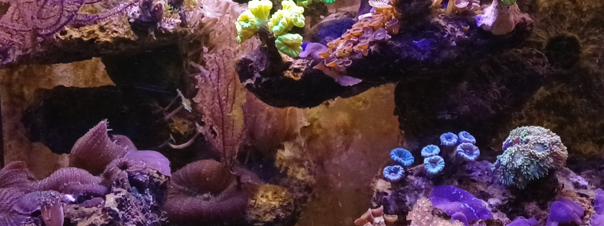 aquarium Recifal