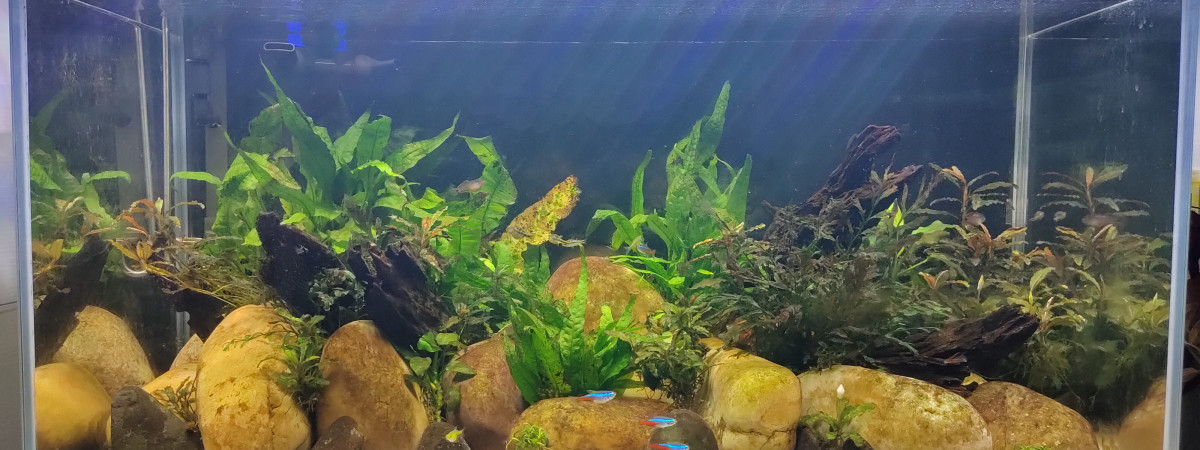 aquarium 112l