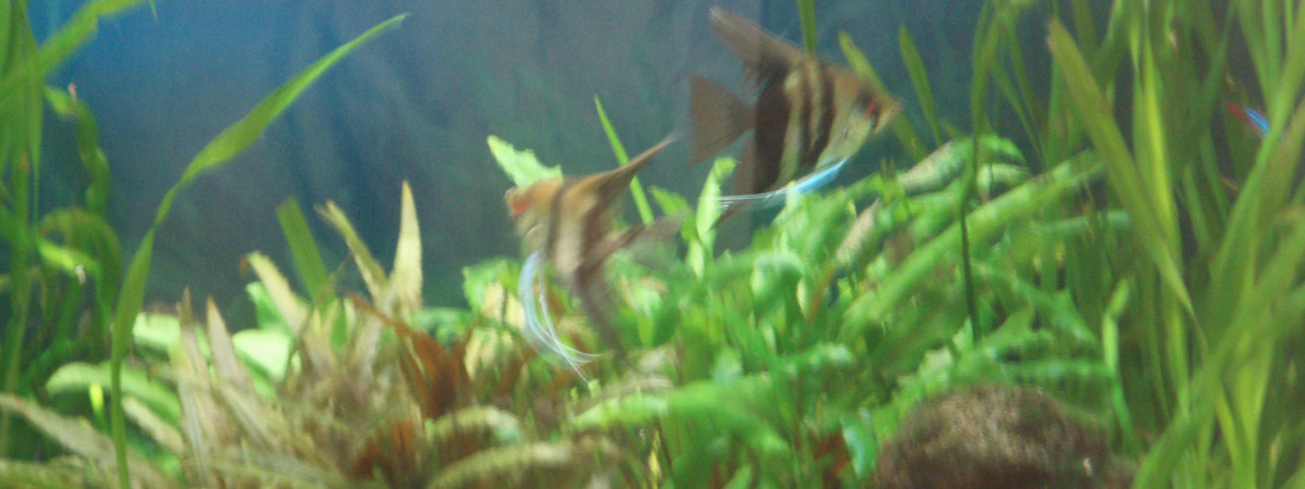 aquarium jlflokin