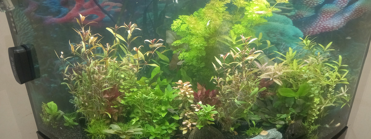 aquarium Ab