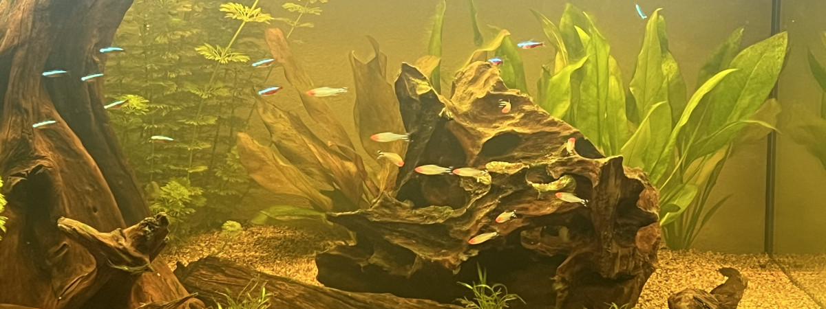 aquarium amazoni1
