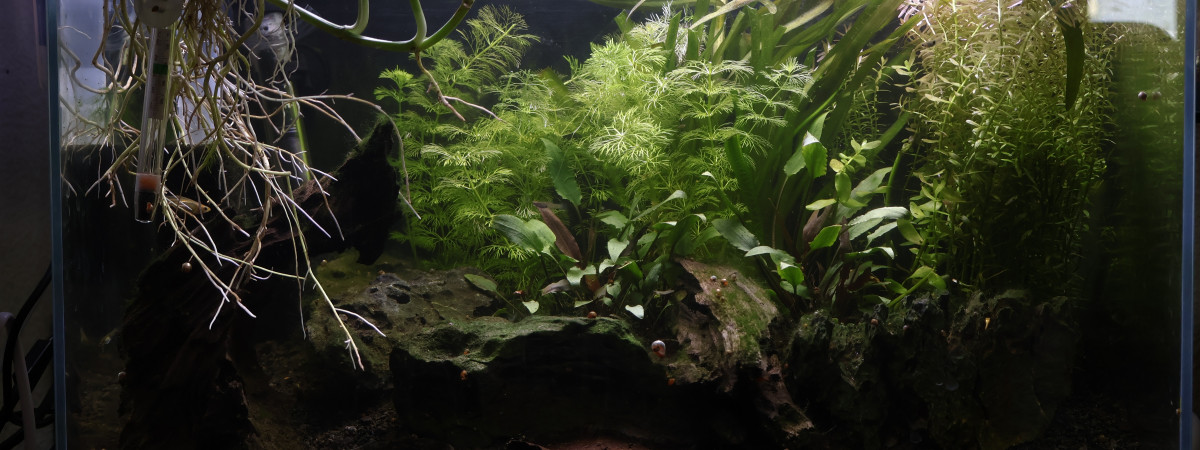 aquarium Numéro 1