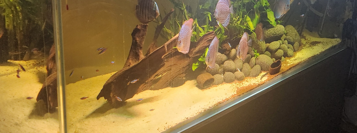 aquarium Aquarium amazien 650L