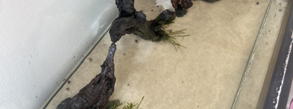 aquarium Aquarium communautaire