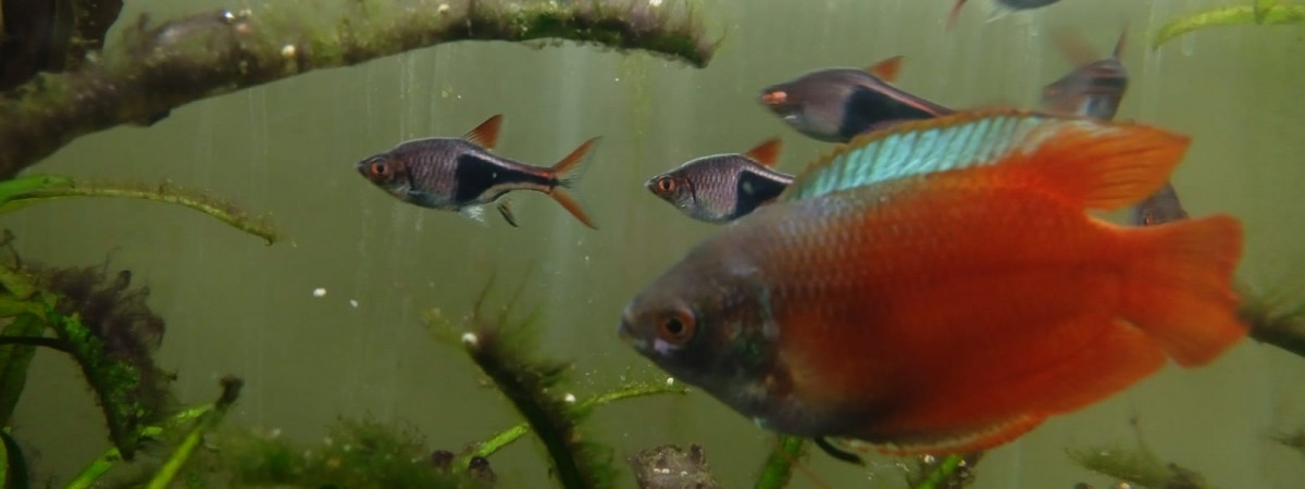 aquarium Adeline