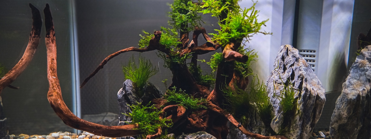 aquarium Waterblue