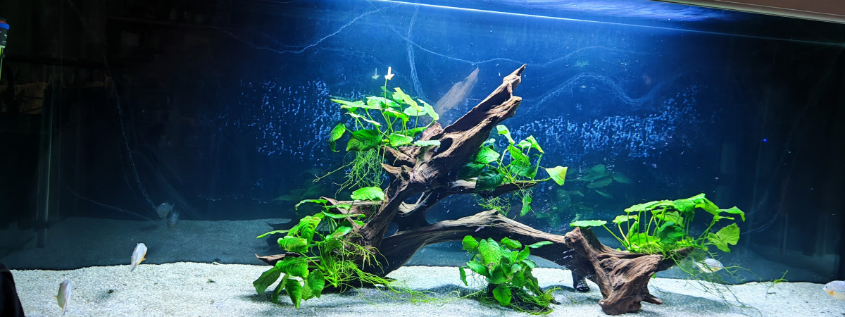 aquarium Aqua pira