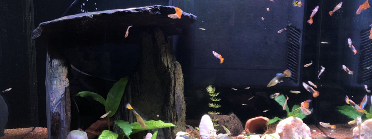 aquarium Guppy