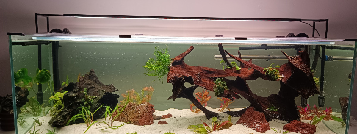 aquarium Asia 375