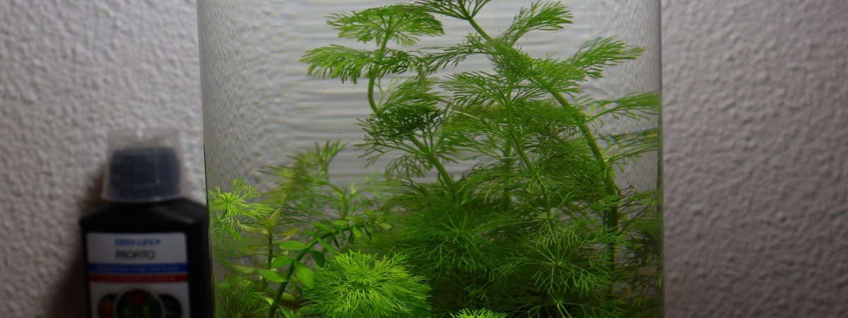 aquarium Low Tech 1