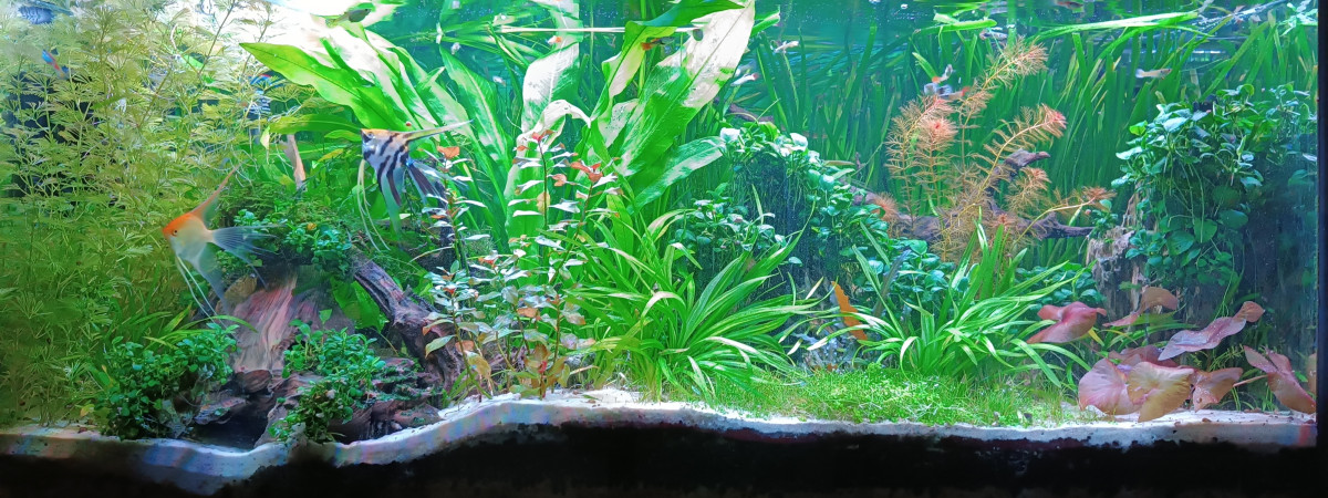 aquarium Nurserie