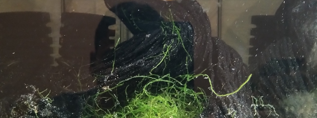 aquarium 431 01 Couple Fundulopanchax nigerianus Innidere