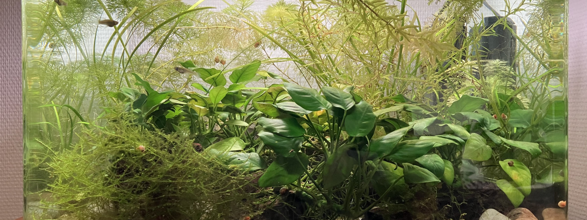 aquarium Impérial Gambusia