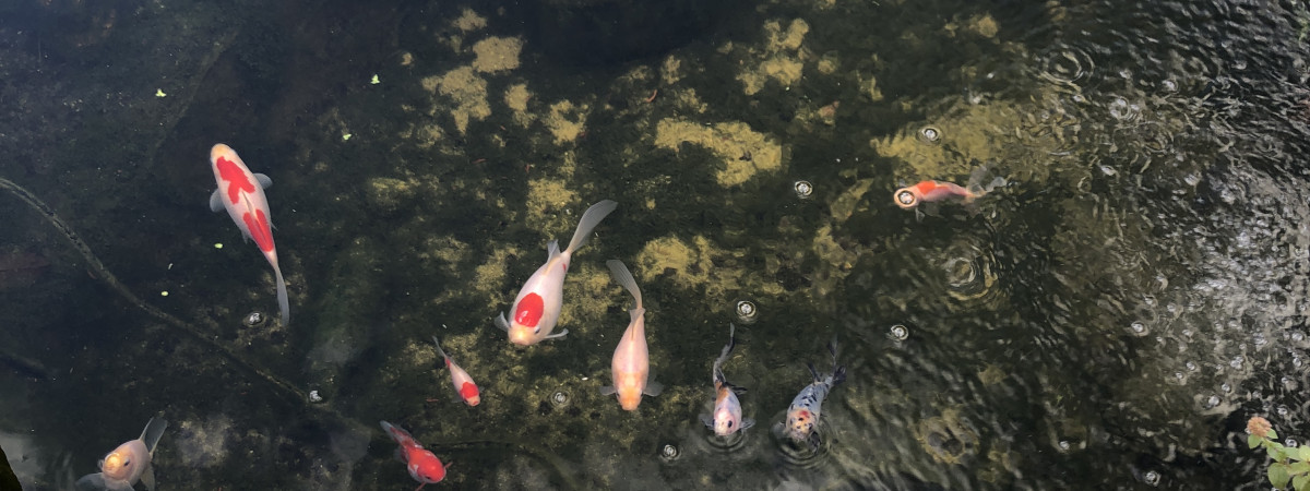 aquarium Bassin