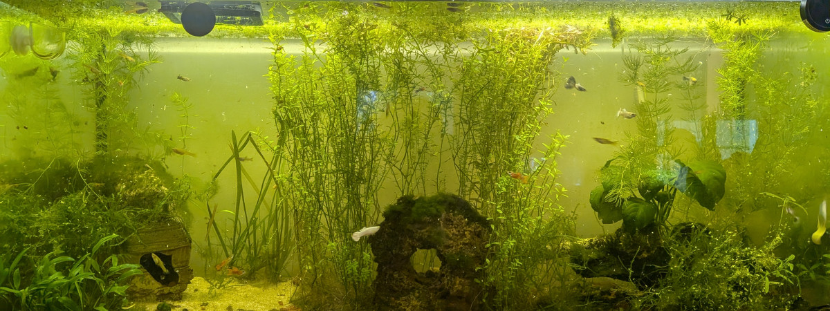 aquarium Cité en ruines