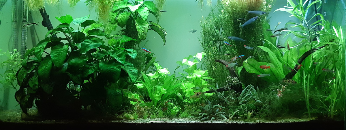 aquarium Communautaire I