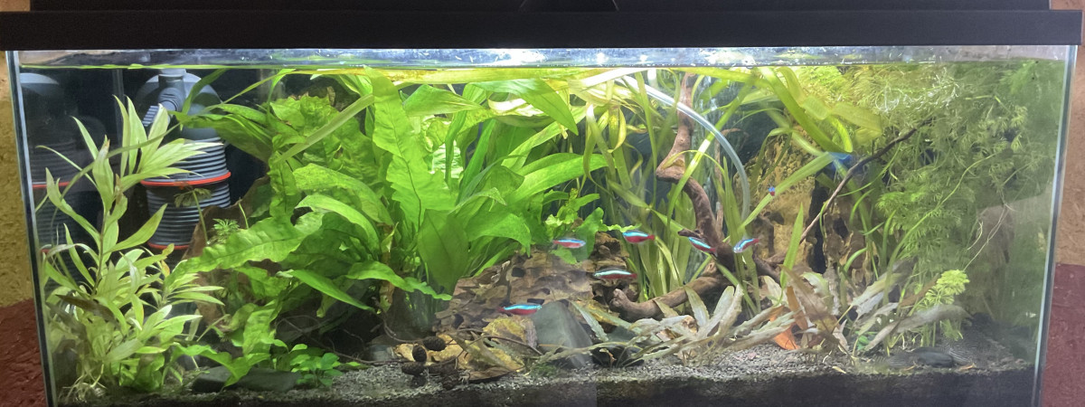 aquarium Aquarium de 80L