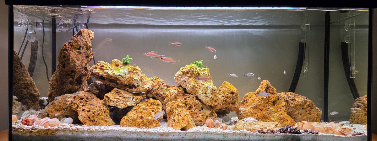aquarium Tanga