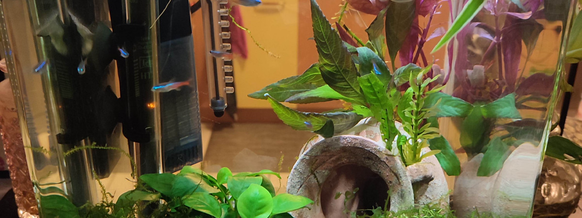 aquarium Nano