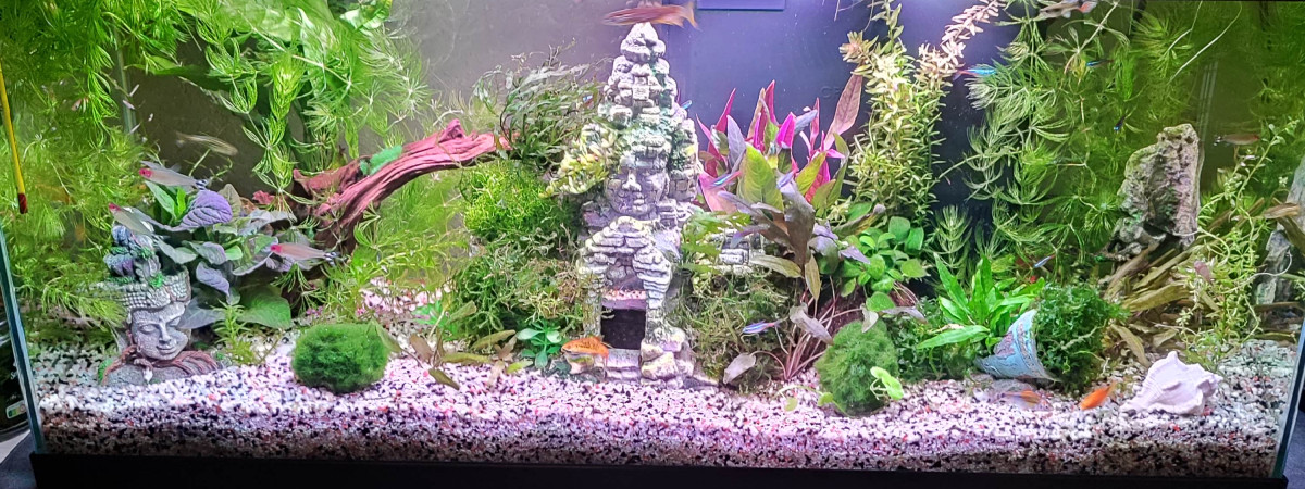 aquarium 80 L