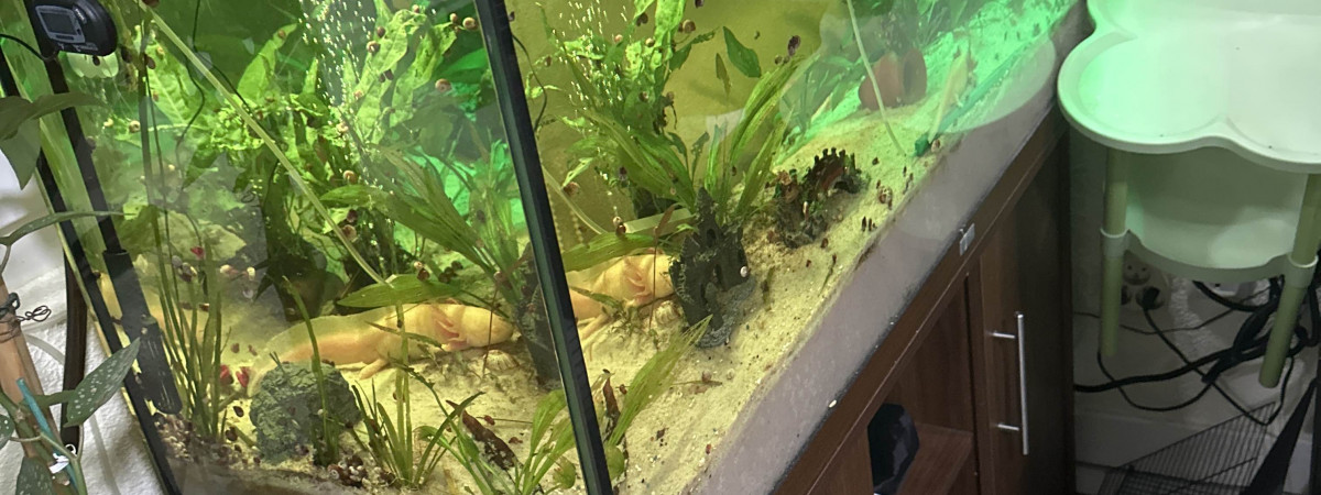 aquarium Jbl