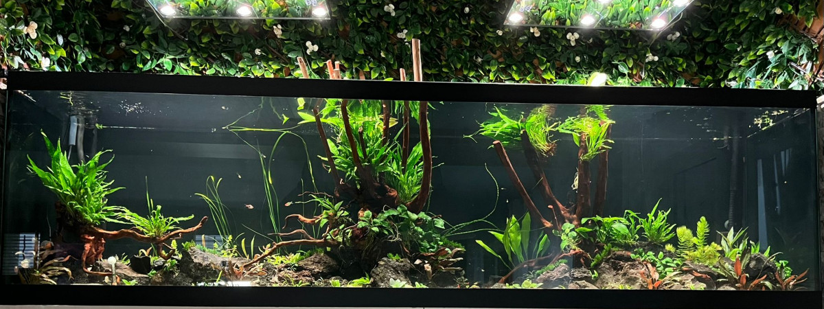 aquarium 1000 litres Apistos et autres