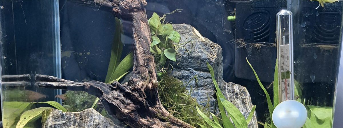 aquarium Crevettodrome