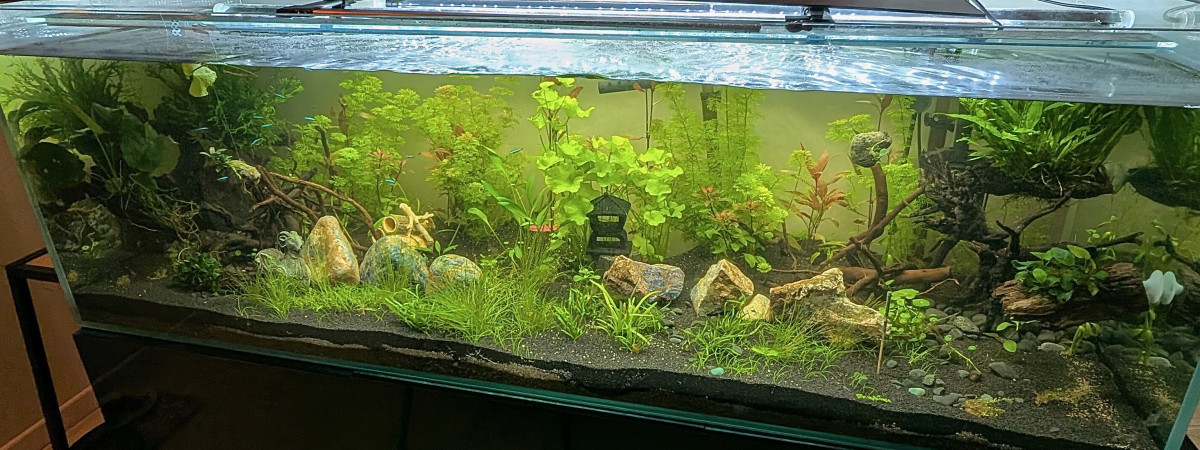aquarium 450 L Communautaire