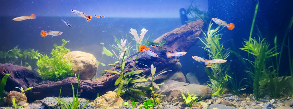 aquarium Mon aquarium