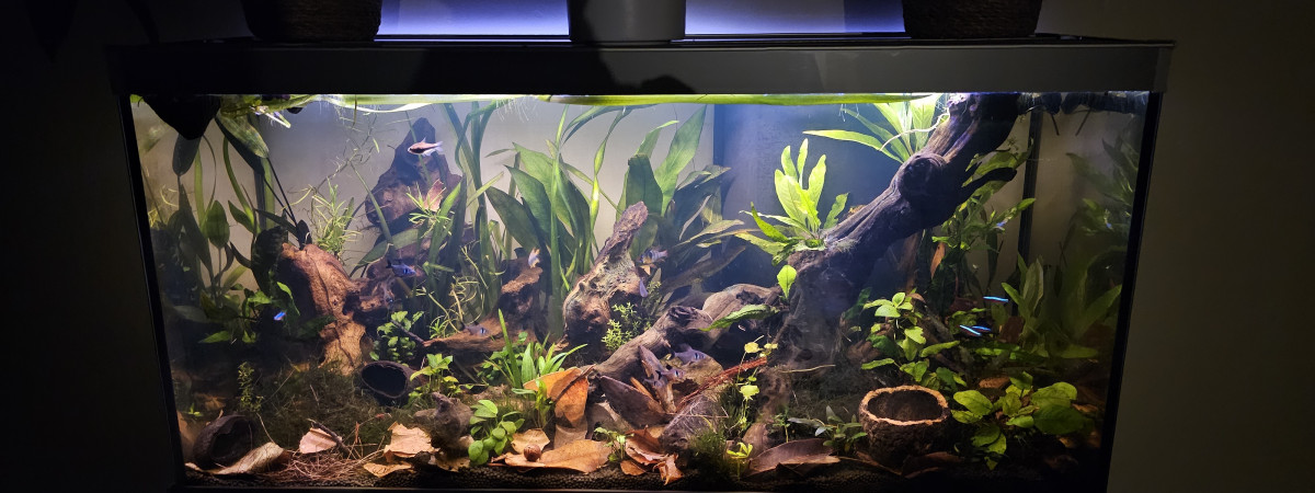 aquarium 200L Amérique du Sud
