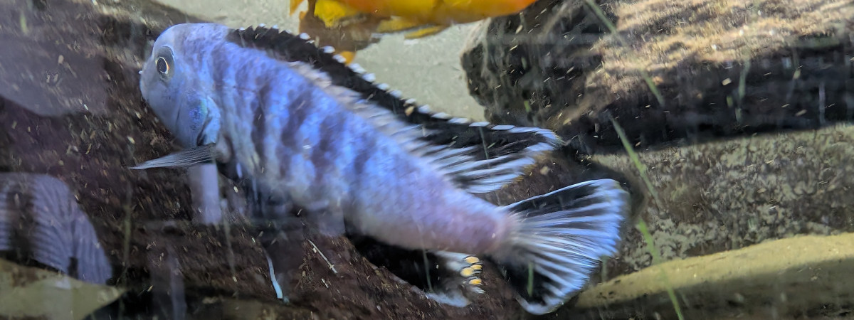 aquarium Malawi
