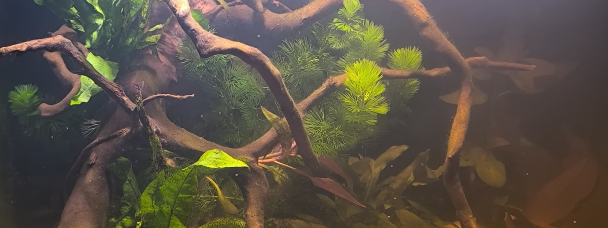 aquarium Bac asiatique