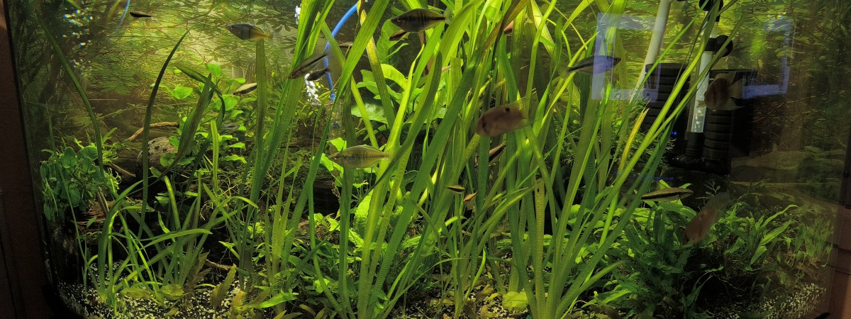 aquarium Aquarium communautaire