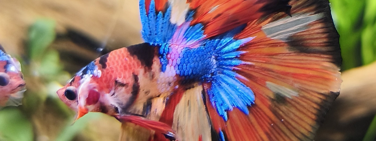 aquarium Betta 30l