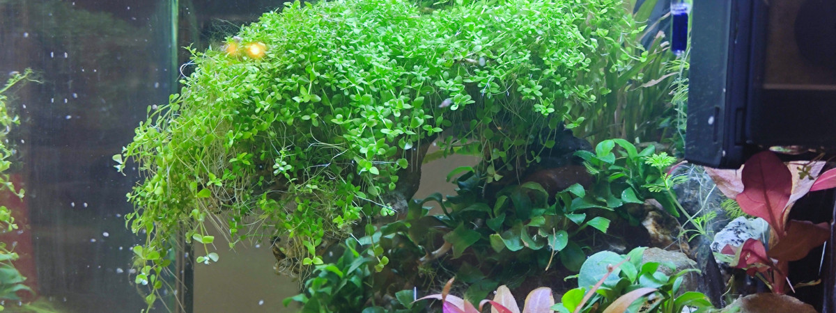 aquarium Nano Bonsai