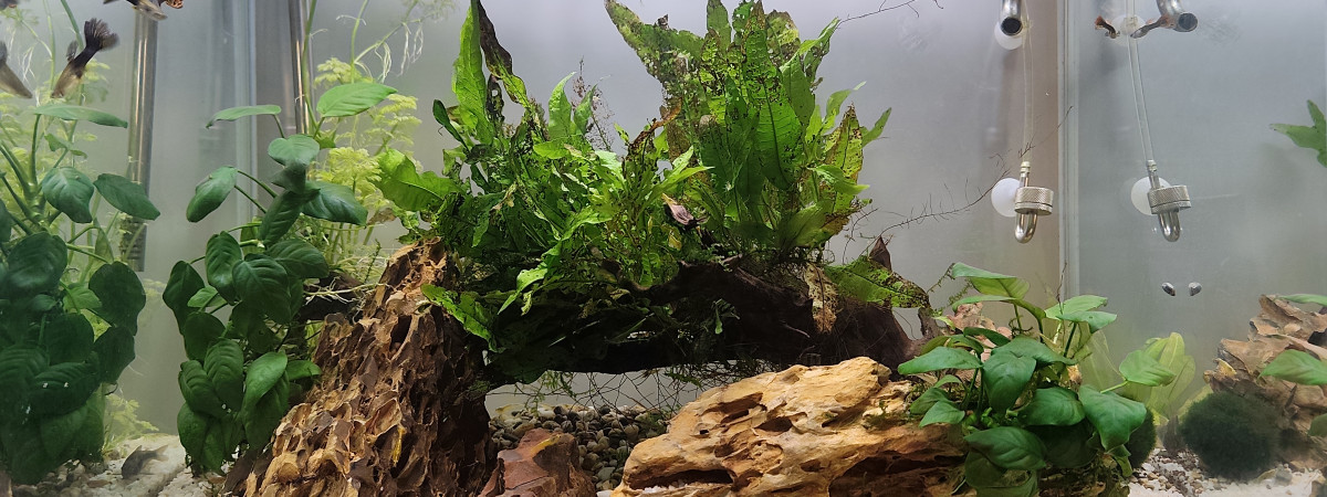 aquarium Aquarium Bureau