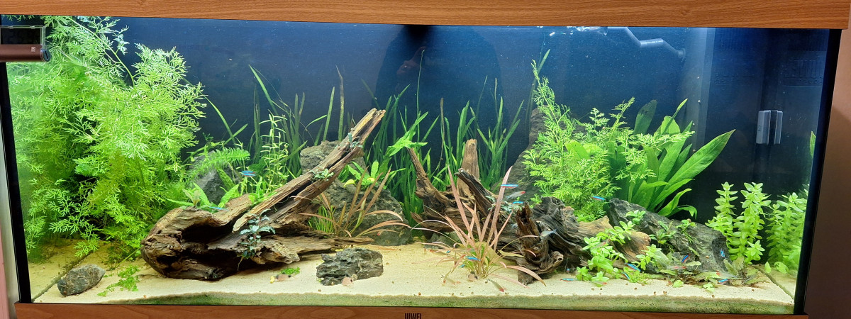 aquarium Mon tout premier