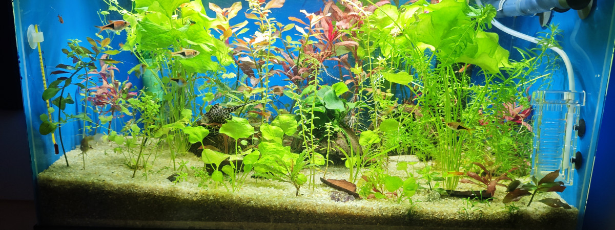 aquarium Aqua 1