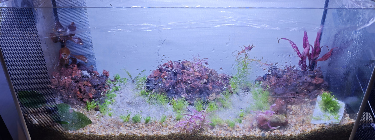 aquarium Aqua low Tech 20