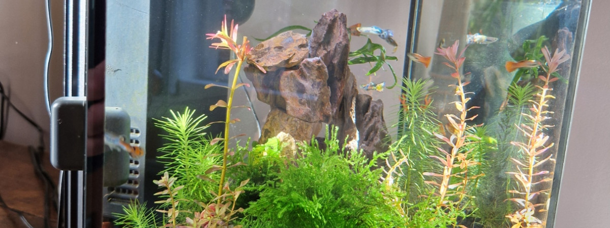 aquarium Superfish Qubiq 15