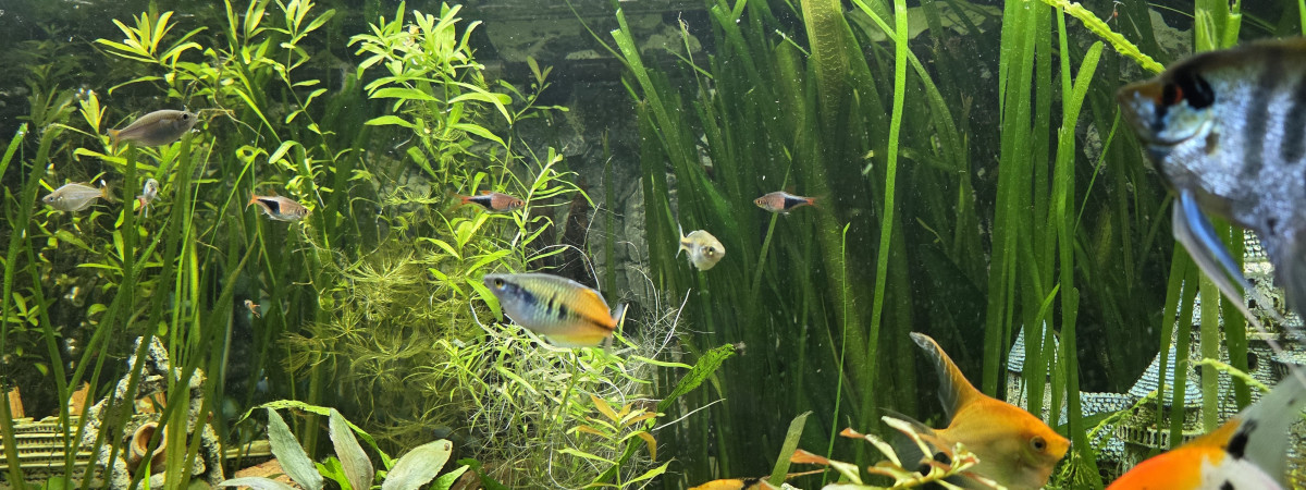 aquarium 450 litres  communautaire