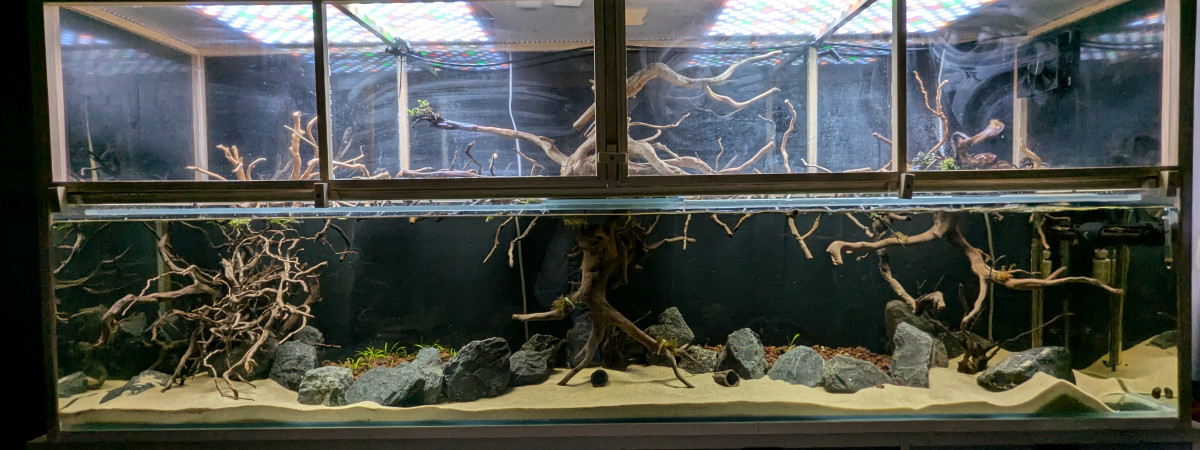 aquarium Channa Pulchra